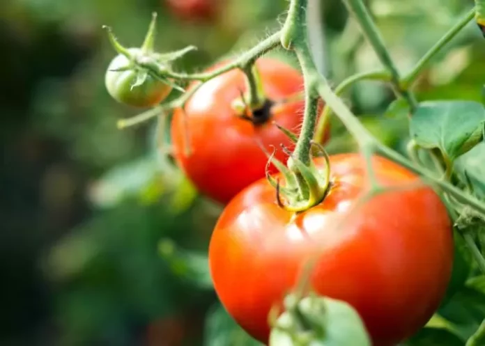 Como cultivar tomate hidropónico en casa