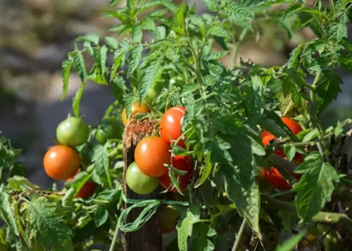 Como plantar tomate hidropónico