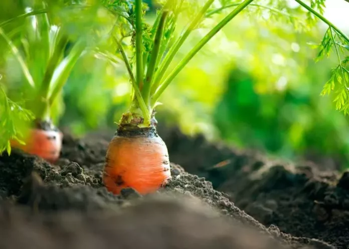 Cultivo zanahoria hidropónica