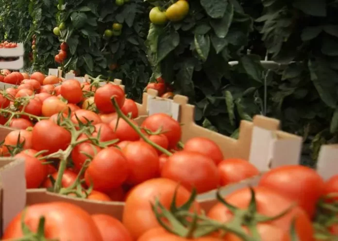 Sustrato para cultivo hidropónico de tomate